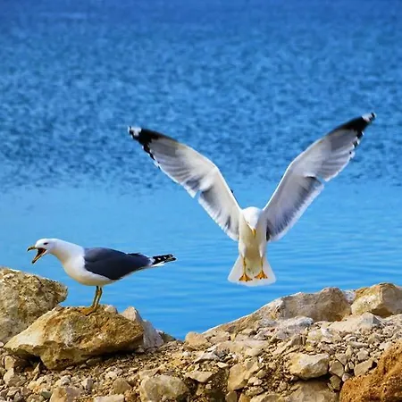 Appartement Nainer Pag Town